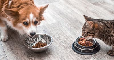 Nutrition webinar added to BSAVA Library